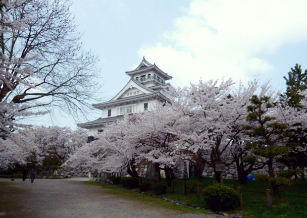 桜と長浜城