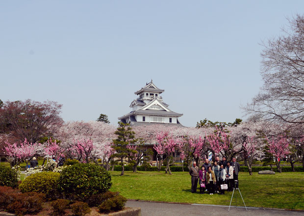 豊公園の桜