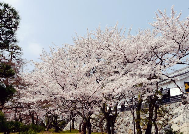 満開の桜