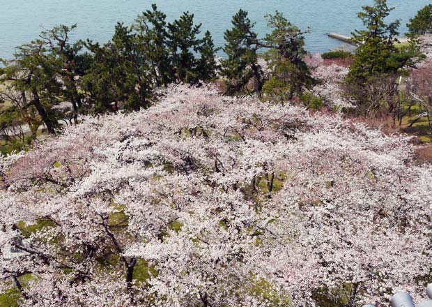 長浜城歴史博物館から見る桜と琵琶湖