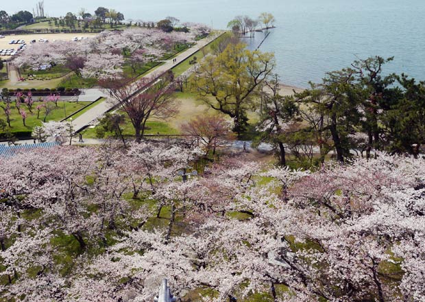 長浜城からのソメイヨシノ