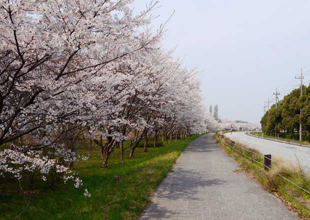 湖岸沿いの桜並木