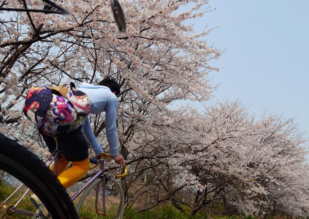 桜並木を走る「あふみ舎宇留野くん」