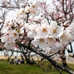 今年も豊公園のさくらが満開です