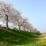 長浜市民病院の隣の道を車で運転中に目につく桜です。