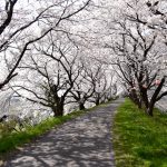 桜のトンネルがとても綺麗