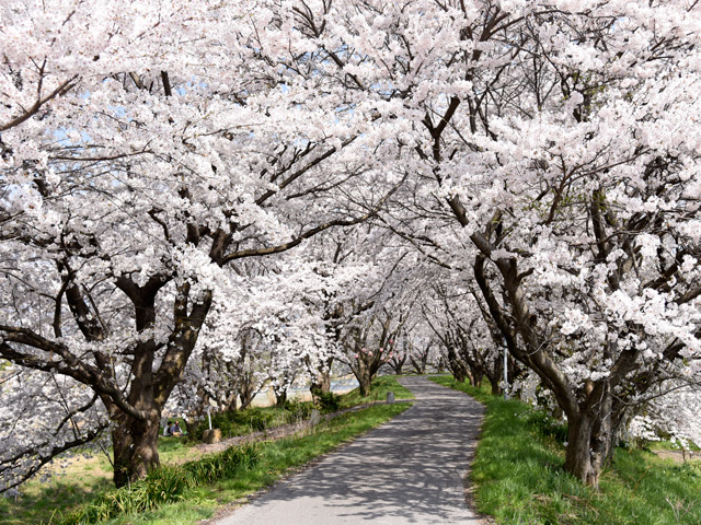 宮部の桜はナガジンの一押し