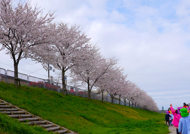 長浜新川の桜