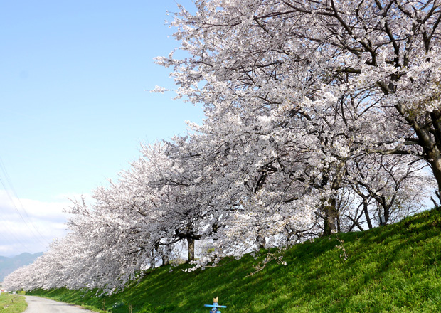 宮部かすみ堤の桜並木