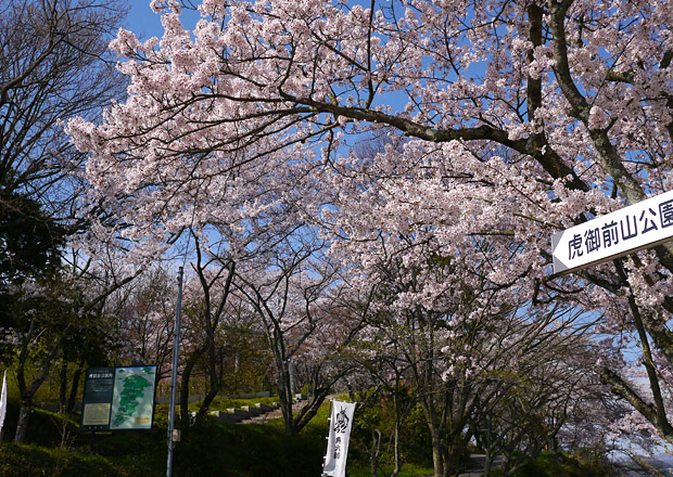 虎御前山の桜