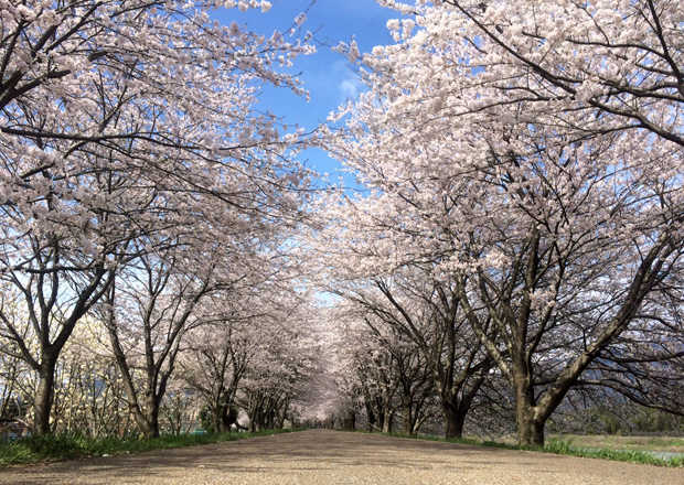 滋賀県で桜を見るならココ 長浜のお花見スポットを巡ってきた ナガジン