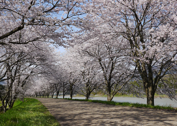 高時川堤防の桜並木の素晴らしさ