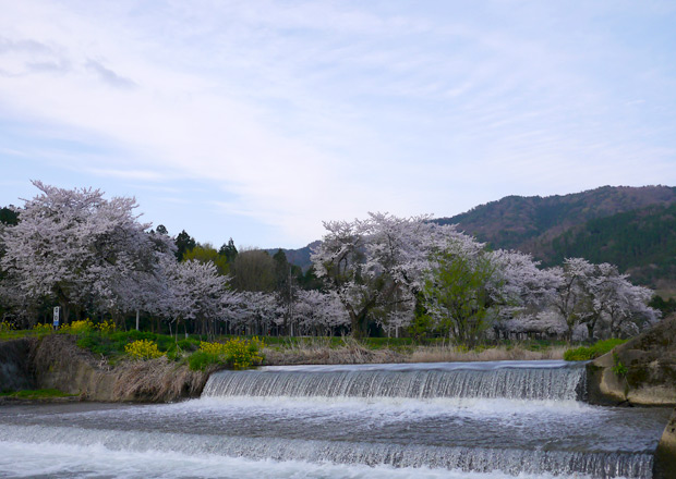 余呉川の桜 七部咲き