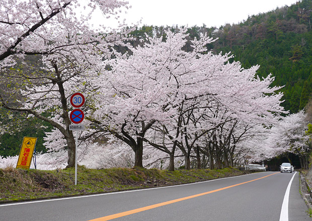 奥琵琶湖パークウェイの桜