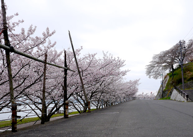 菅浦の桜