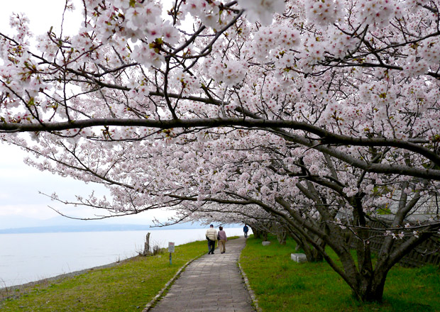 菅浦の桜