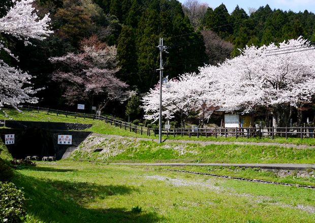 西野水道の桜