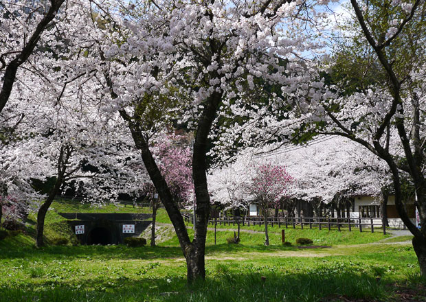 西野水道の桜