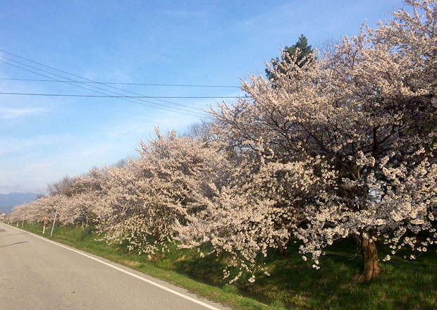 早崎の桜