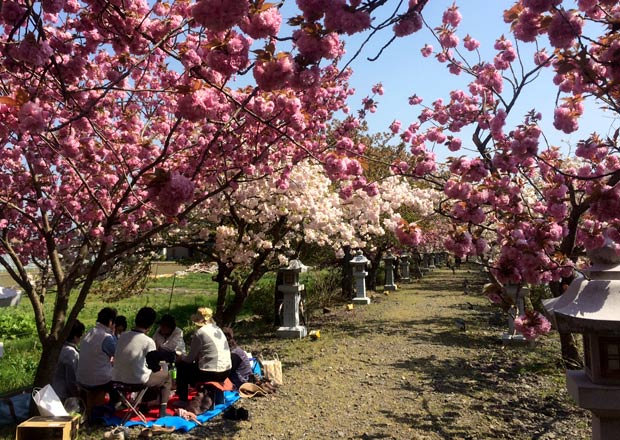 伊香具神社の参道に咲くボタン桜