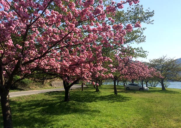 余呉湖の八重桜