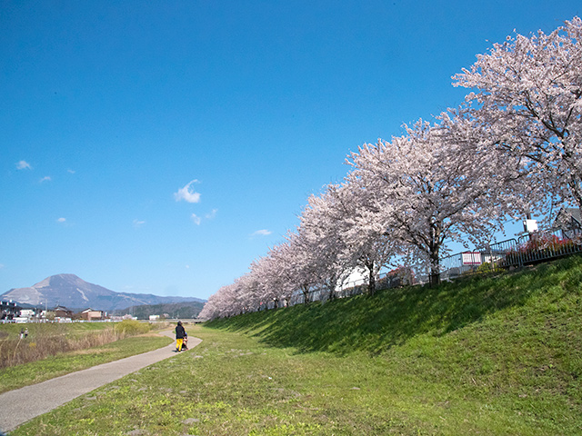 2019年長浜新川の桜並木