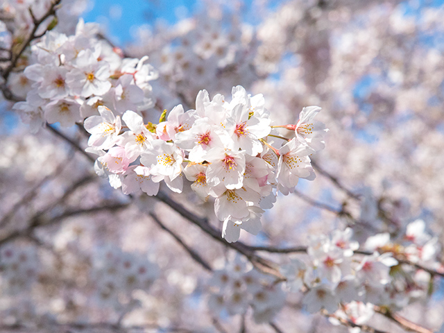 2019年の高時川の桜