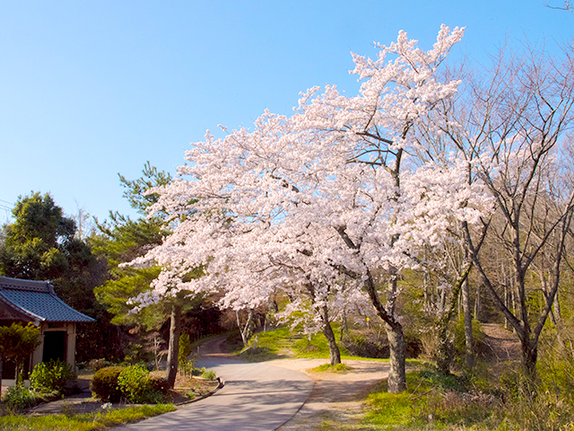 2019年虎御前山の桜