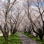 宮部かすみ堤の桜の木のトンネル