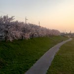 夕暮れ時の桜並木