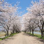 高時川の堤防沿いの桜