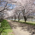 高時川の桜のトンネル