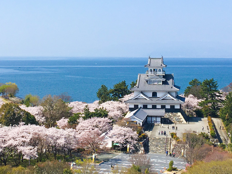 長浜城豊公園の桜