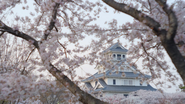 長浜城の桜