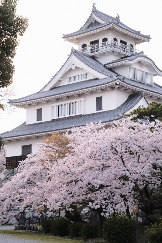 長浜城歴史博物館と桜