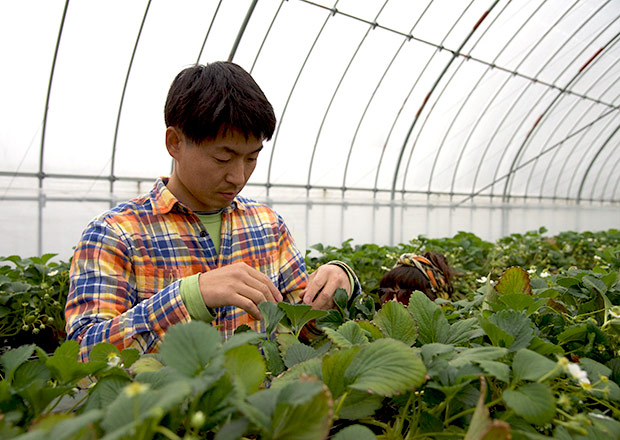 純野菜王国のイチゴ農園