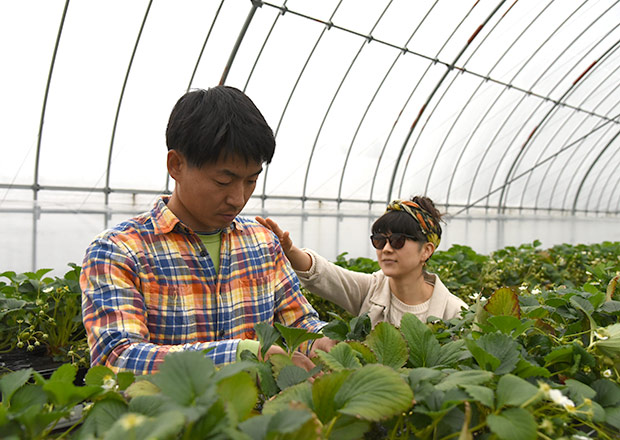 純野菜王国にマミさん現れる