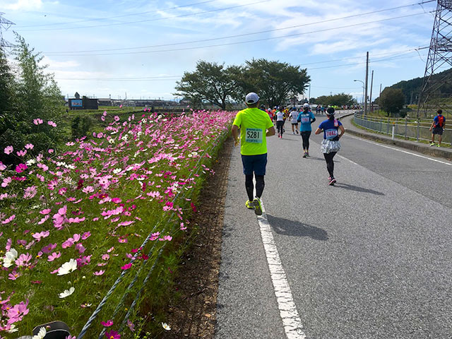 マラソンコースに咲くコスモスの花