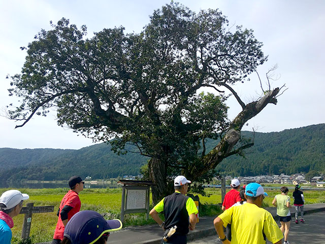 余呉湖の天女の羽衣伝説の木