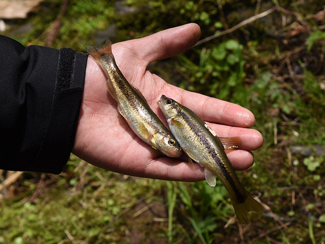 アブラハヤという魚が釣れた