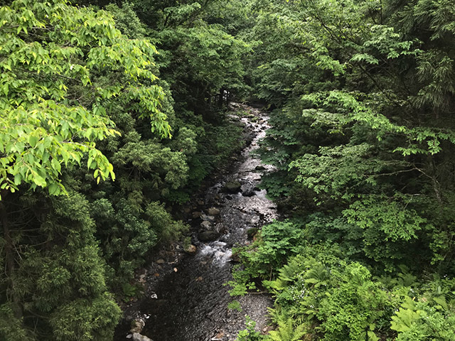 長浜市木之本の杉野川で渓流釣りにきた