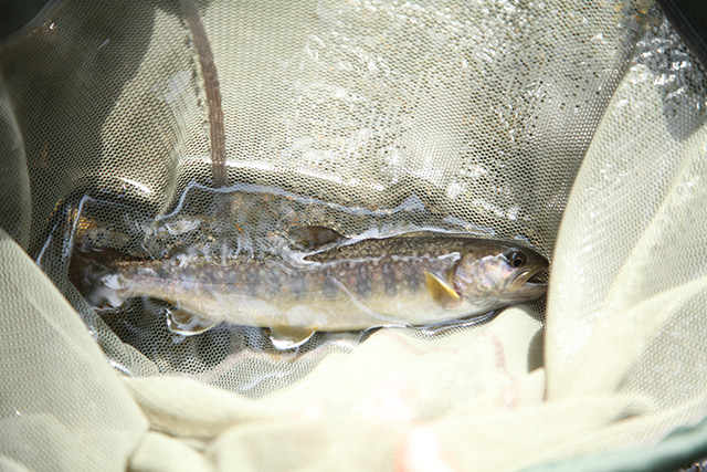 渓流釣りではじめてイワナが釣れた