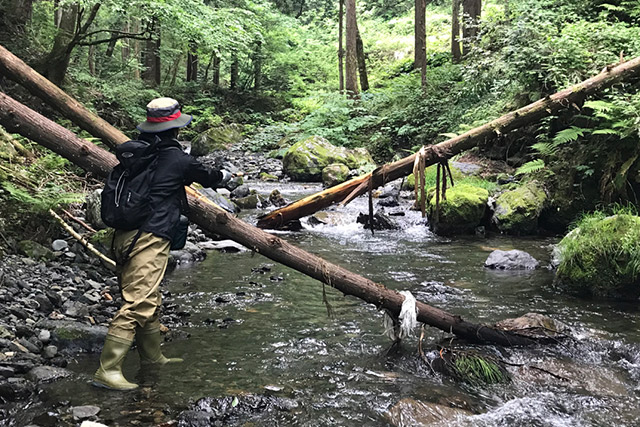 落葉樹の下や、谷と谷が出会うところ、倒木の下とかにも魚がいる