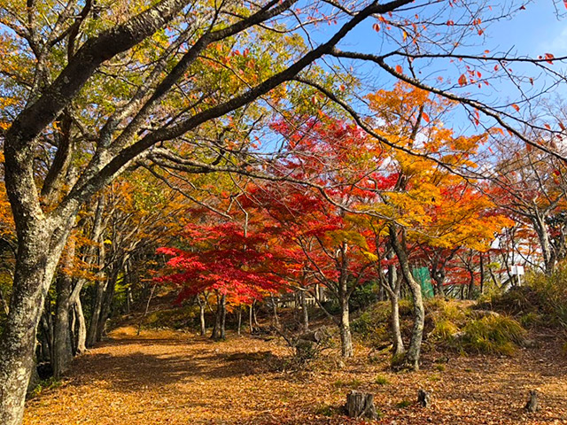 桜馬場の紅葉がとても綺麗