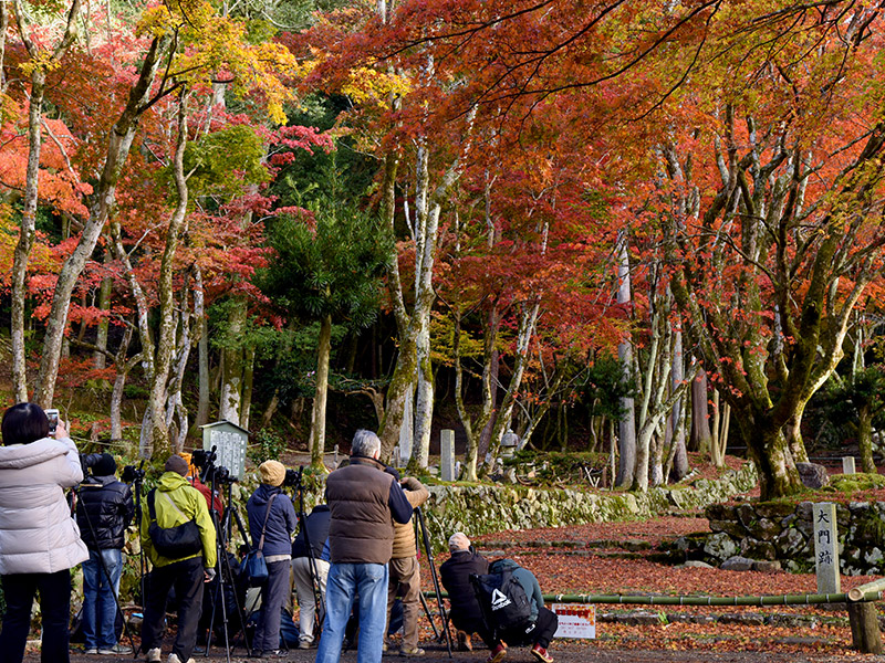 秋の鶏足寺へ紅葉を見に行こうよ！