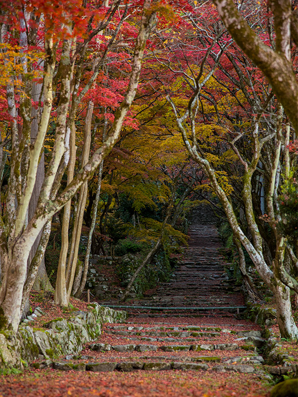 鶏足寺の紅葉を撮影してきました。