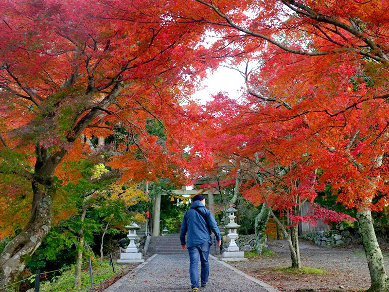 與志漏（よしろ）神社の参道の紅葉も好き