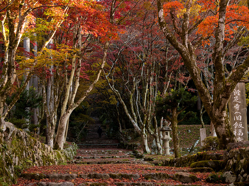 滋賀・長浜で紅葉狩り！秋の鶏足寺へ紅葉を見に行こうよ