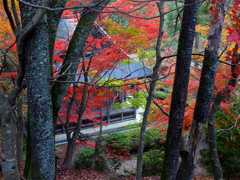 石道寺の紅葉