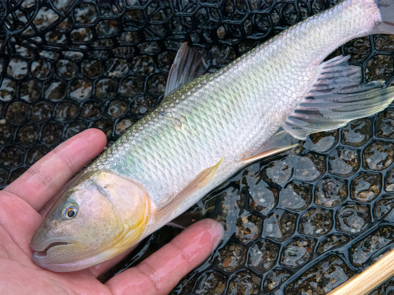 ケタバス釣りで琵琶湖の豊かさを体感 釣りは暮らしの視野が広がる ナガジン